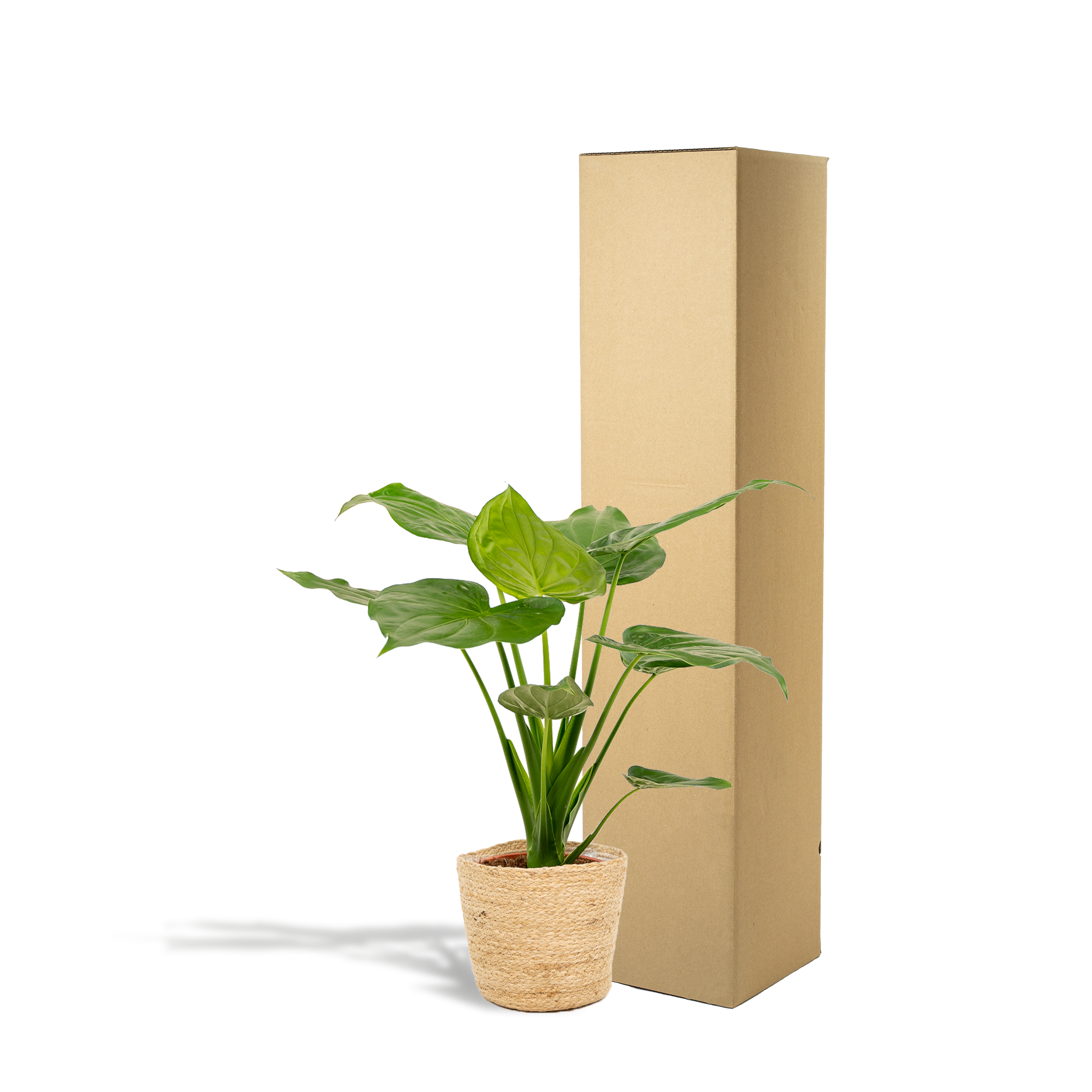 Alocasia Cucullata - H65cm - Image 5