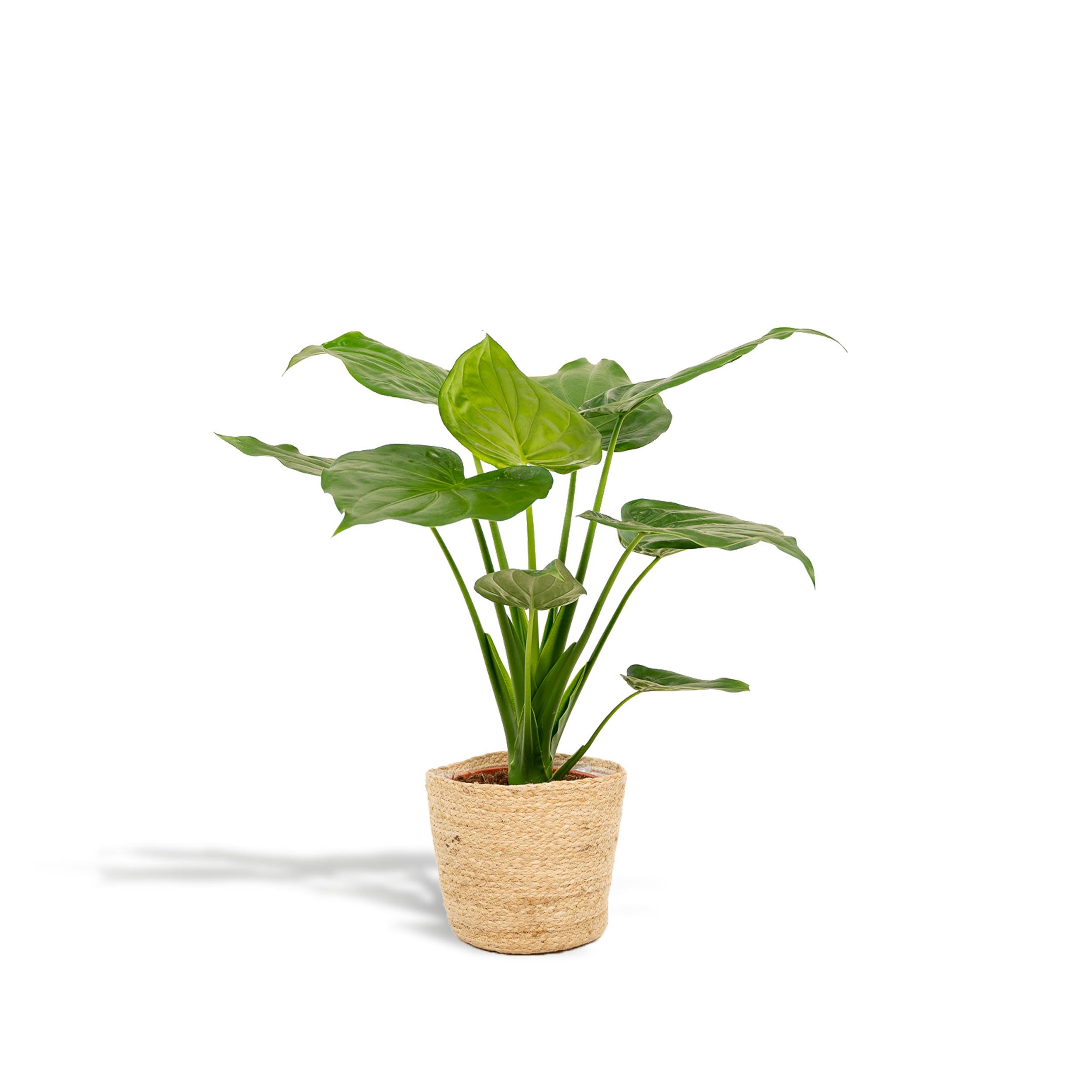 Alocasia Cucullata - H65cm - Image 1