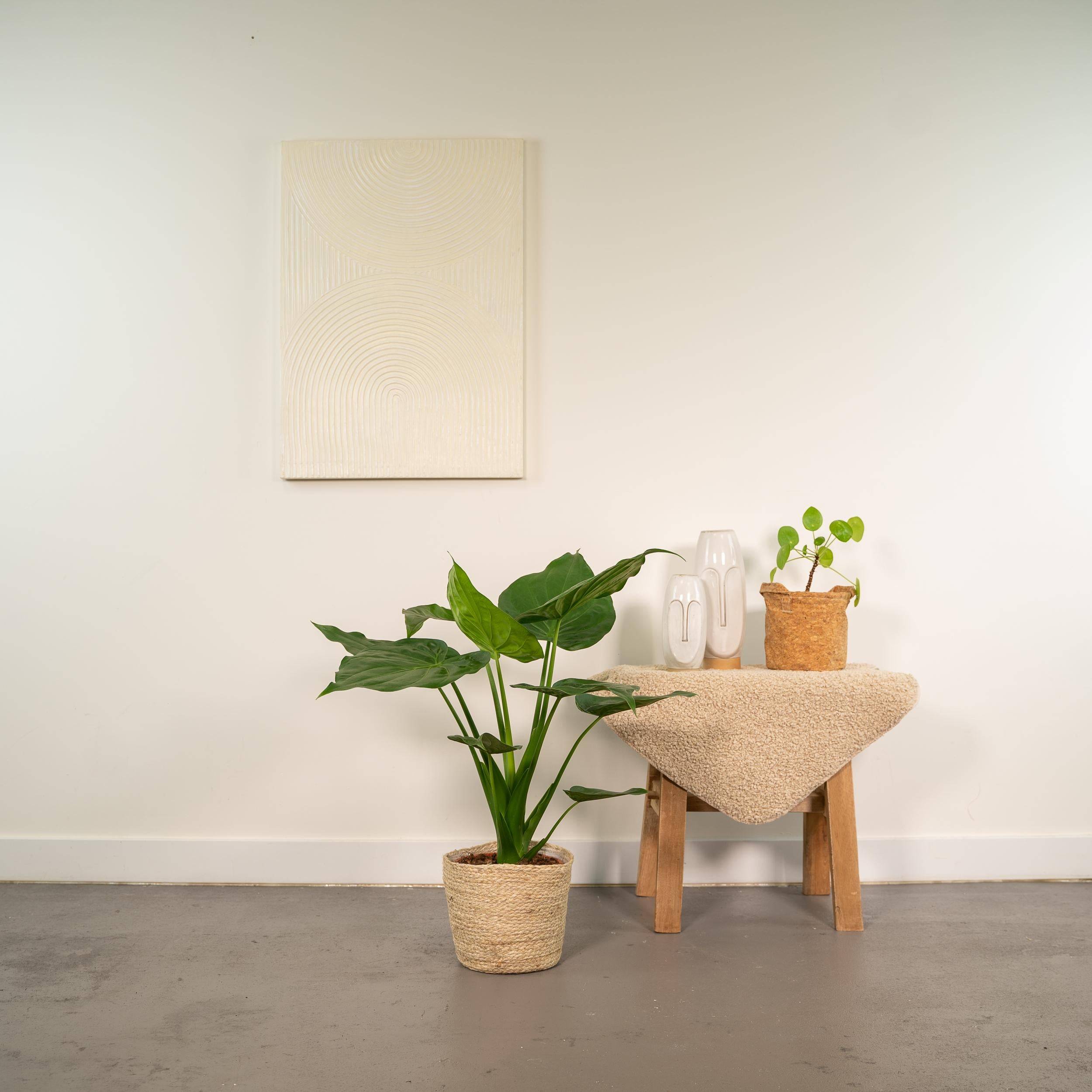 Alocasia Cucullata - H65cm - Image 2