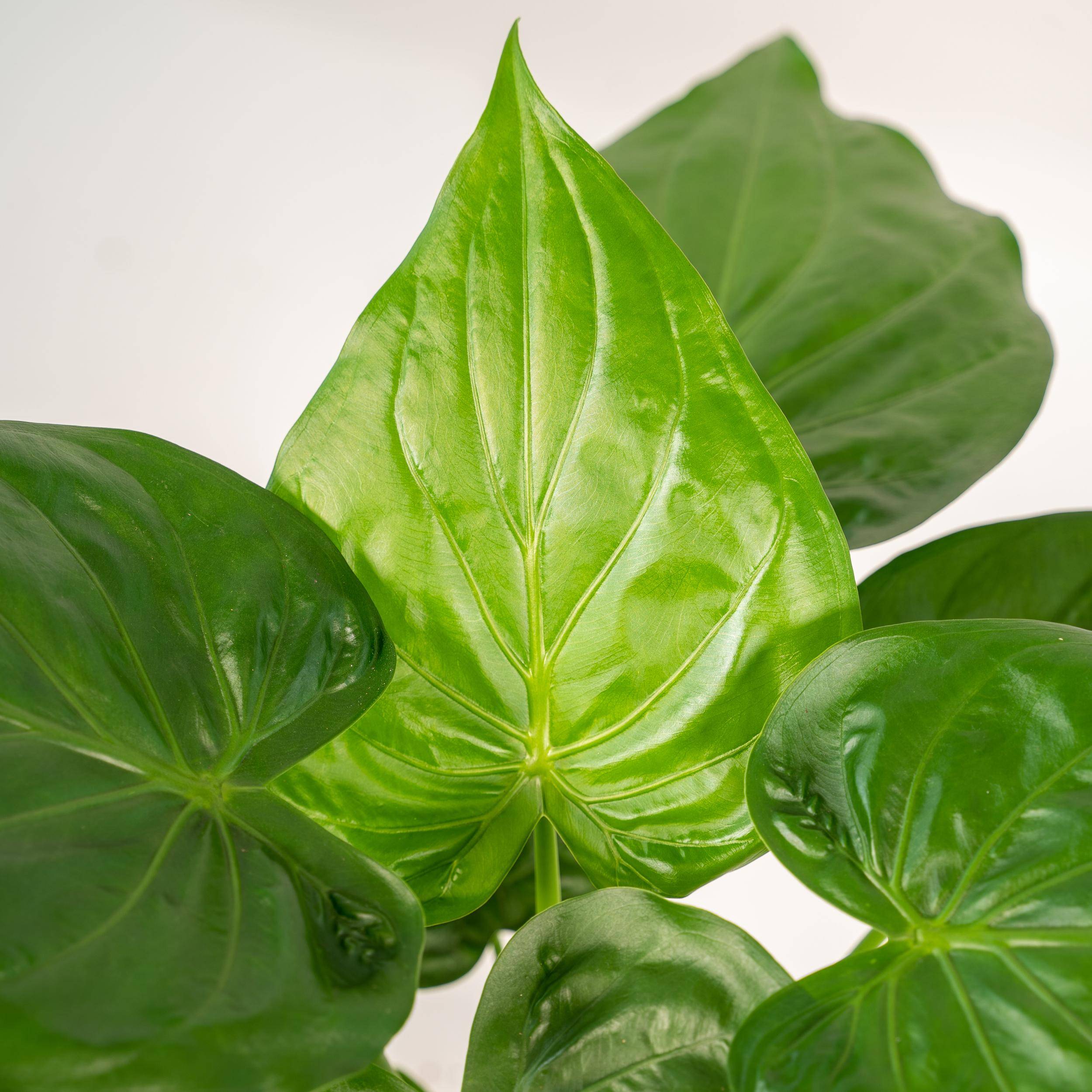 Alocasia Cucullata - H65cm - Image 3