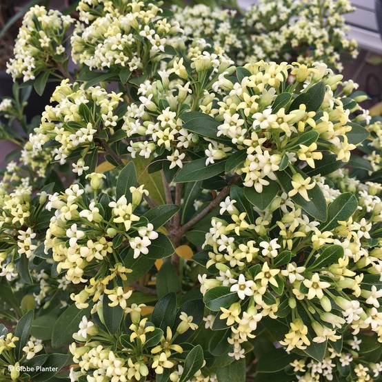 Promesse de Fleurs - Pittosporum Green Mound Pot de 7,5L/10L