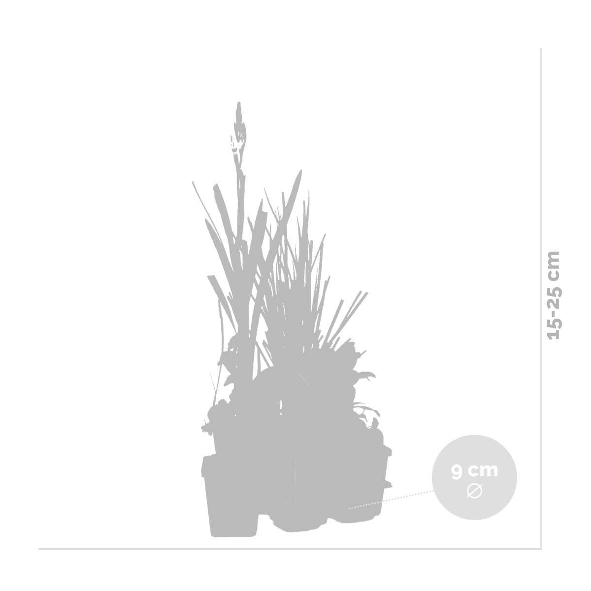 Lot de 6 - Plantes de bassin parfumées - Acorus - Géranium - Houttuynia - H. 15-25 cm - P. 9 cm - Image 3