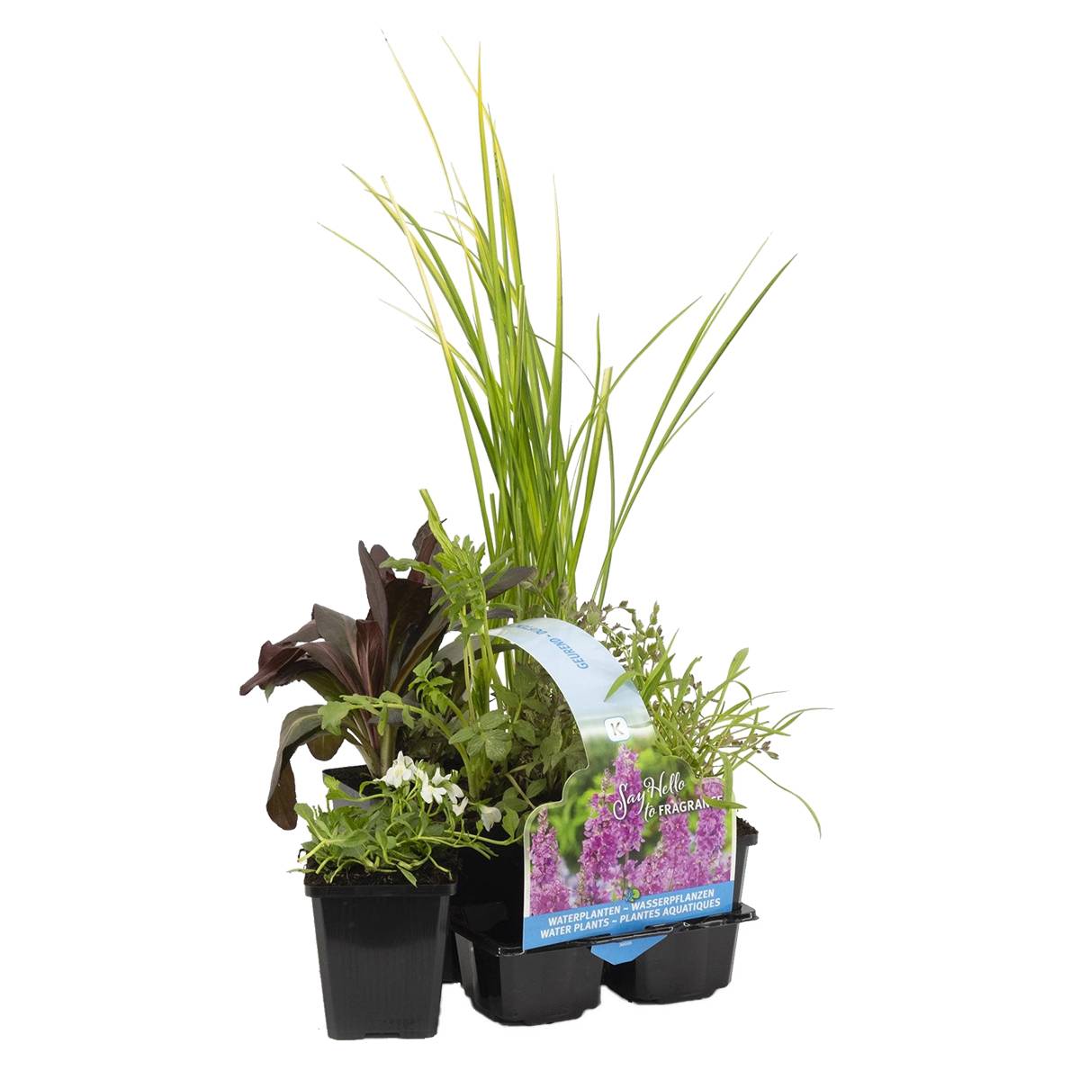 Lot de 6 - Plantes de bassin parfumées - Acorus - Géranium - Houttuynia - H. 15-25 cm - P. 9 cm - Image 1