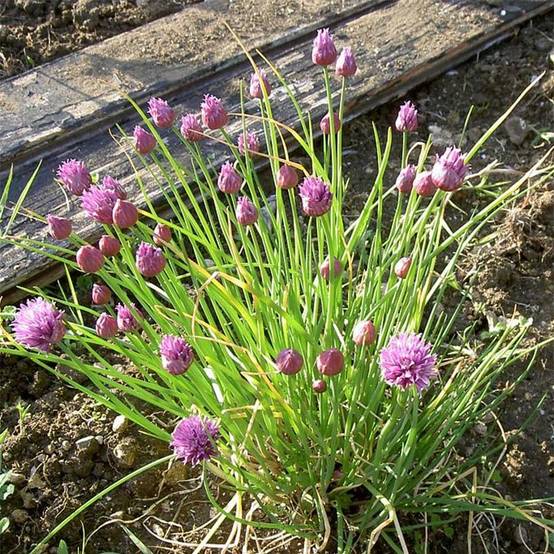 Ciboulette - Civette en plant BIO Pot de 2L/3L