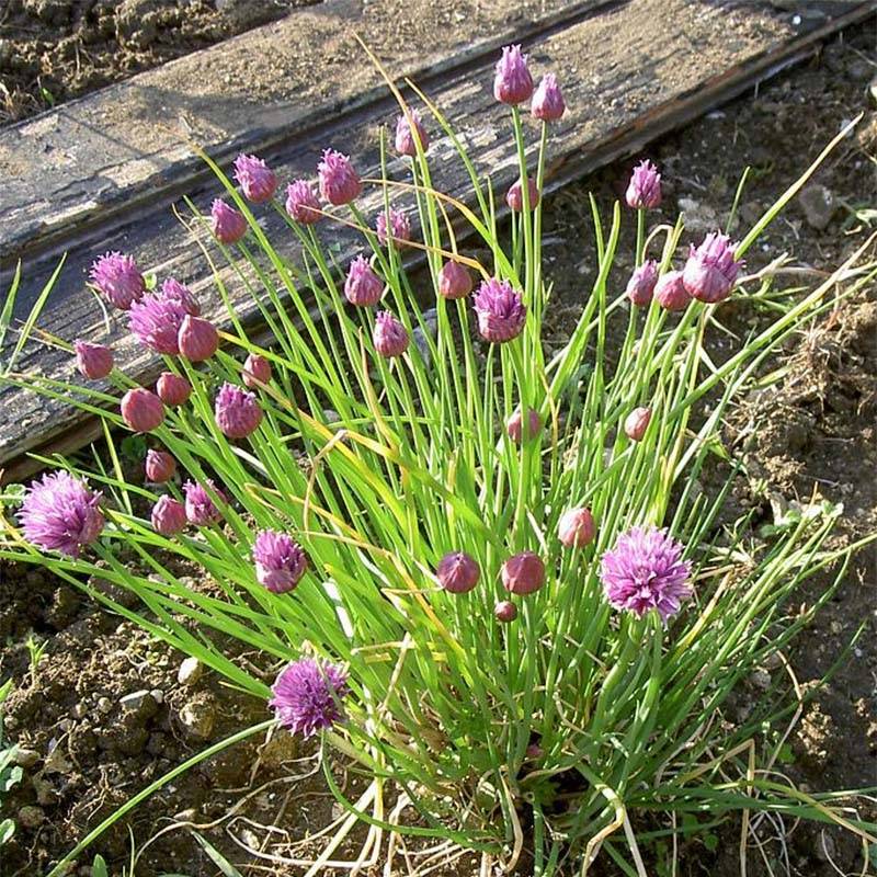 Ciboulette - Civette en plant BIO Pot de 2L/3L