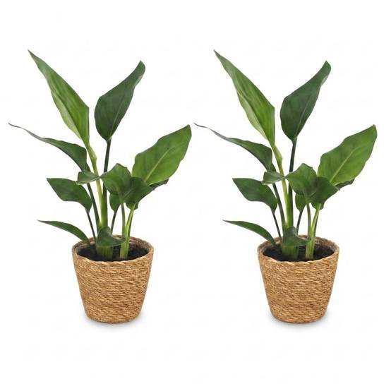 Strelitzia Reginea - Oiseau de paradis - Pot de 12cm - 2 plantes - Panier - Plantes d'intérieur - Image 2