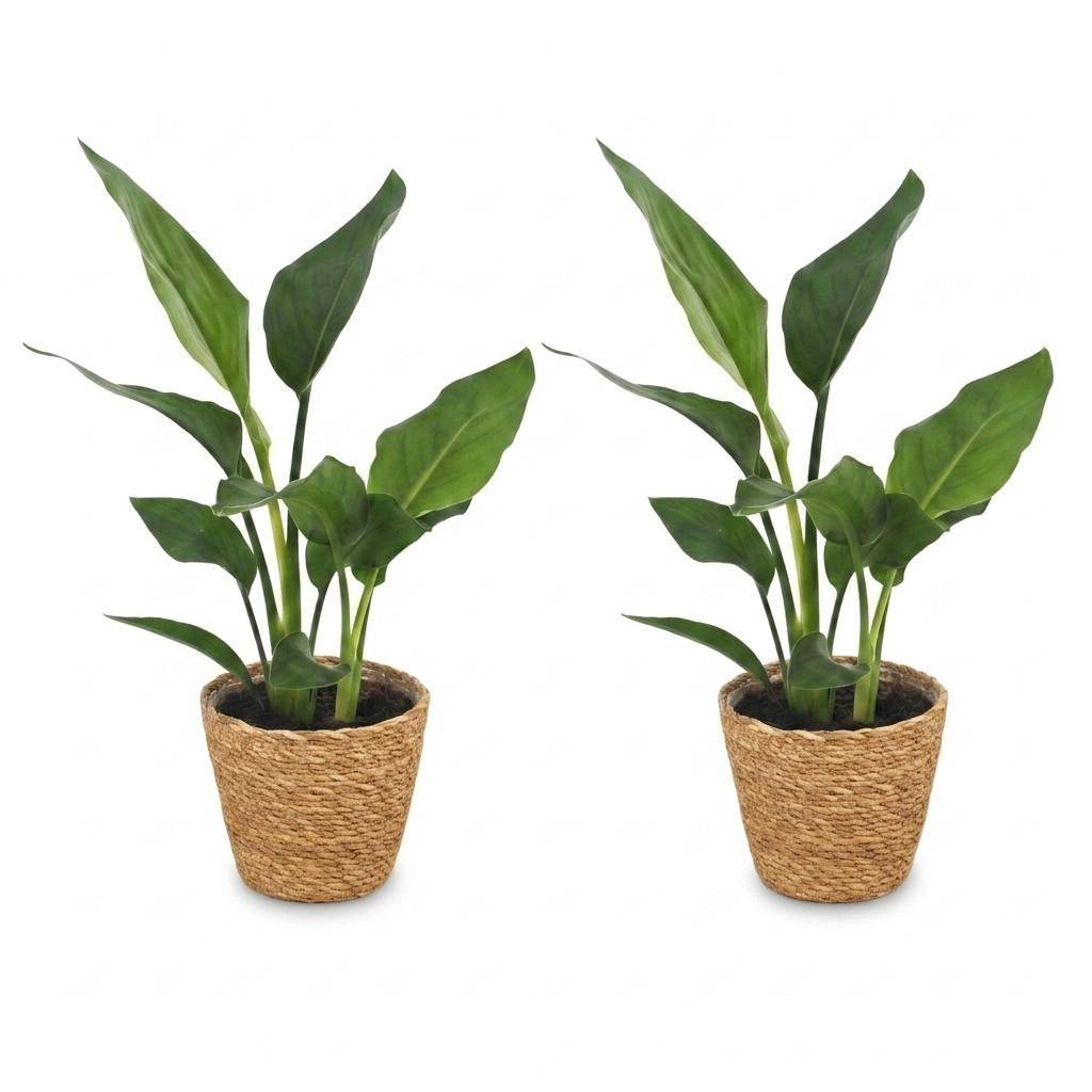 Strelitzia Reginea - Oiseau de paradis - Pot de 12cm - 2 plantes - Panier - Plantes d'intérieur - Image 2