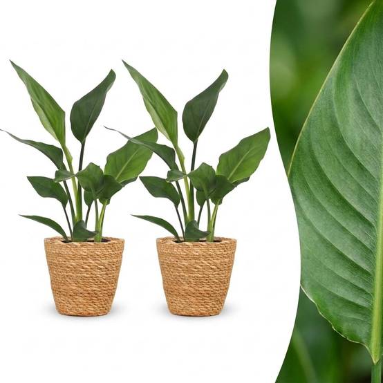 Strelitzia Reginea - Oiseau de paradis - Pot de 12cm - 2 plantes - Panier - Plantes d'intérieur - Image 1