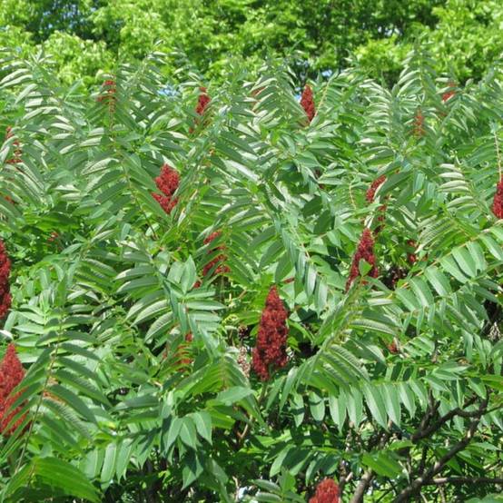 Sumac de Virginie, Rhus - Pot de 5L - Touffe - Image 2