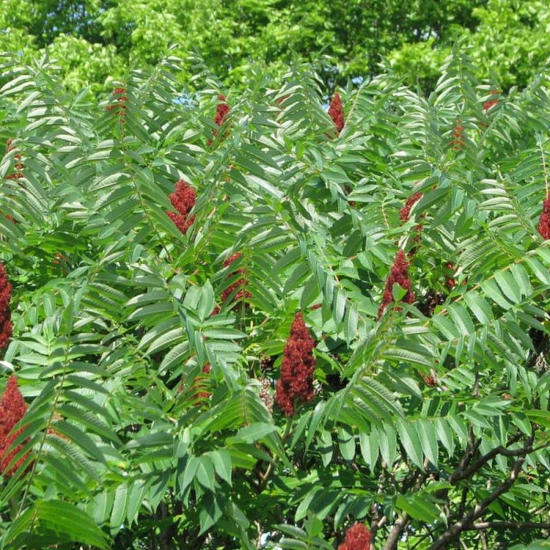 Sumac de Virginie, Rhus - Pot de 5L - Touffe - Image 2