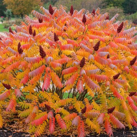 Sumac de Virginie, Rhus - Pot de 5L - Touffe - Image 4