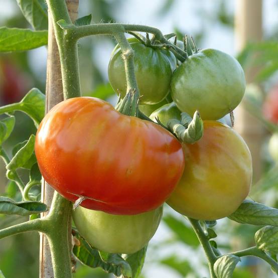 Tomate Montfavet 63-5 F1 en plants Mini-motte Ø 3/4 cm, Livré en hauteur de 5 à 10 cm (par 5)