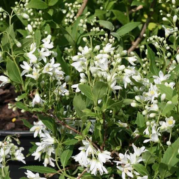 Promesse de Fleurs - Deutzia gracilis Nikko Pot de 7,5L/10L - Image 1