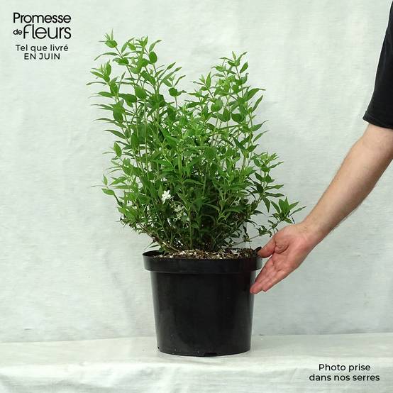 Promesse de Fleurs - Deutzia gracilis Nikko Pot de 7,5L/10L - Image 2