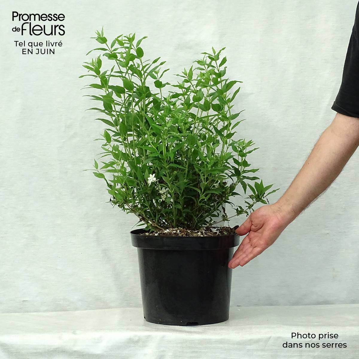 Promesse de Fleurs - Deutzia gracilis Nikko Pot de 7,5L/10L - Image 2