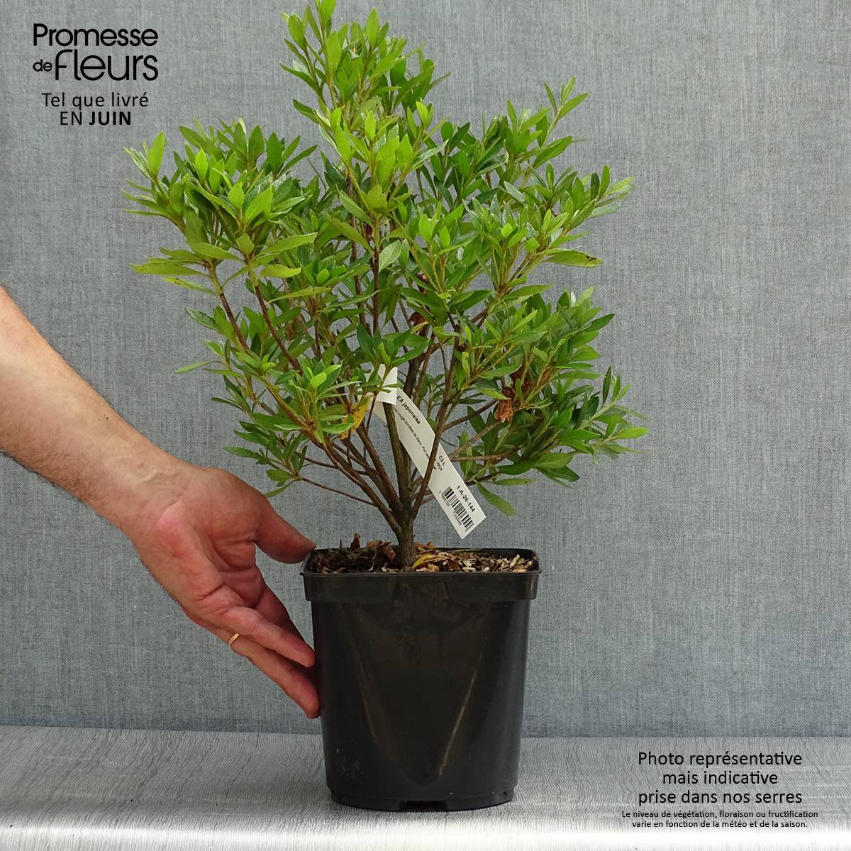 Promesse de Fleurs - Azalée japonaise Melle - Rhododendron hybride Pot de 2L/3L - Image 2