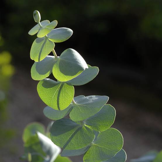 Graines d'Eucalyptus pulverulenta Baby Blue Spiral - Graines