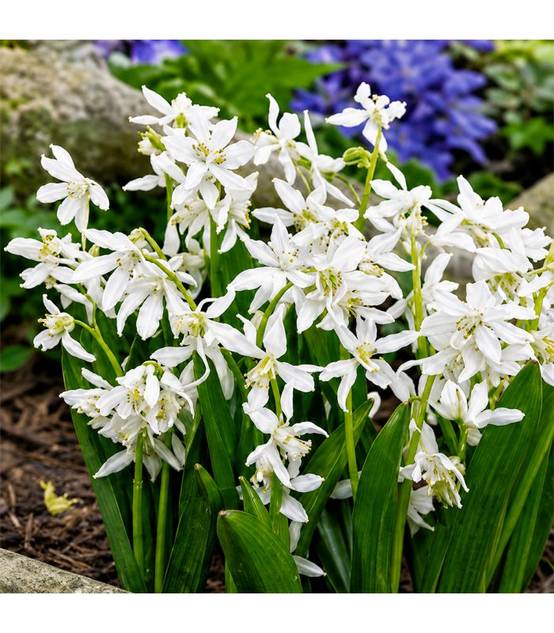Scilla Sibirica Alba Sgaravatti 12 bulbes blancs, floraison printanière délicate idéale en massif et sous-bois - 618015 - Image 1