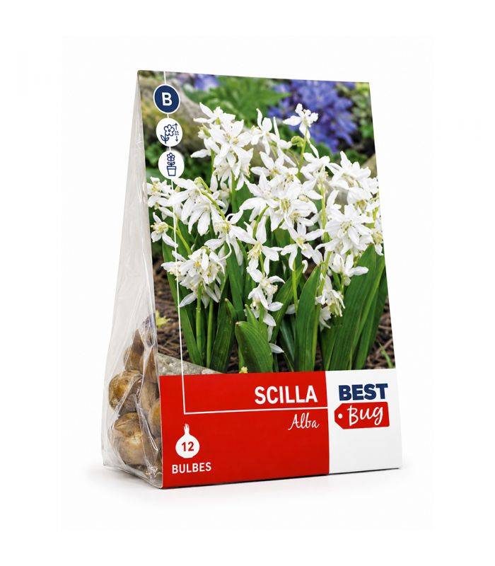 Scilla Sibirica Alba Sgaravatti 12 bulbes blancs, floraison printanière délicate idéale en massif et sous-bois - 618015 - Image 2