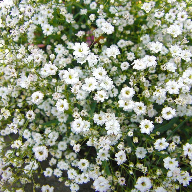 3 Gypsophiles Paniculé 'Bristol Fairy' (Gypsophila Paniculata) - Lot de 3 vivaces - Pépinières Naudet - Image 1