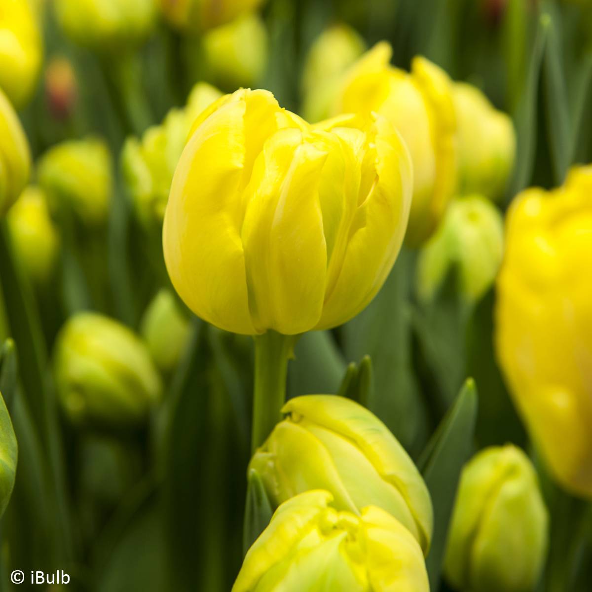 Promesse de Fleurs - Tulipe fosteriana Yellow Empress Bulbe calibre 11/12 (par 10)