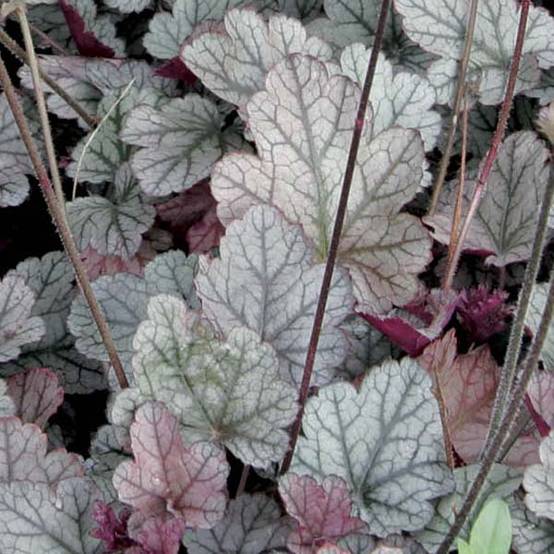 Promesse de Fleurs - Heuchère - Heuchera Silver Scrolls Godet de 8/9 cm