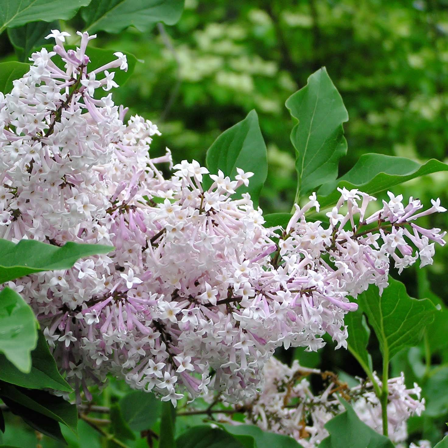 Lilas de Chine - Syringa patula Miss Kim Pot de 2L/3L - Image 1