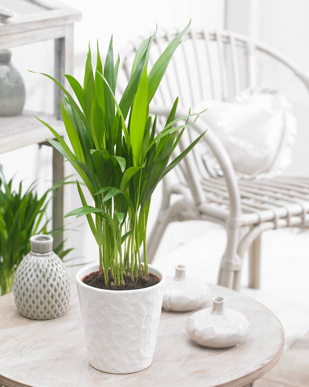 Gardenersdream - Dypsis Lutescens Areca Palmier Tropical Plante D’Intérieur | Pot De 13 Cm - GardenersDream - Image 1