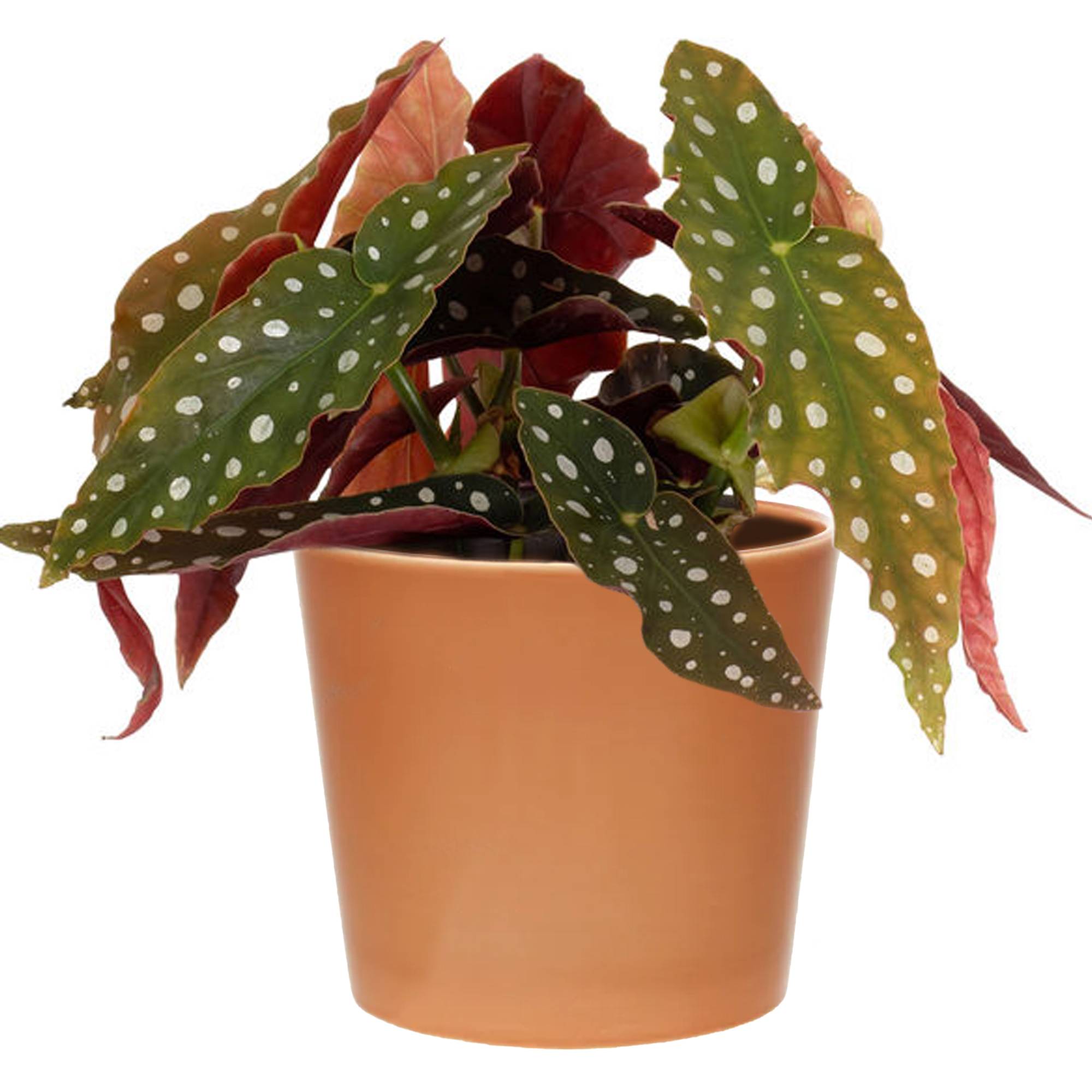 Gardenersdream - 1 X Begonia Maculé Supérieur | 20 - 30 Cm Plante D’Intérieur En Pot En Vente - GardenersDream - Image 1