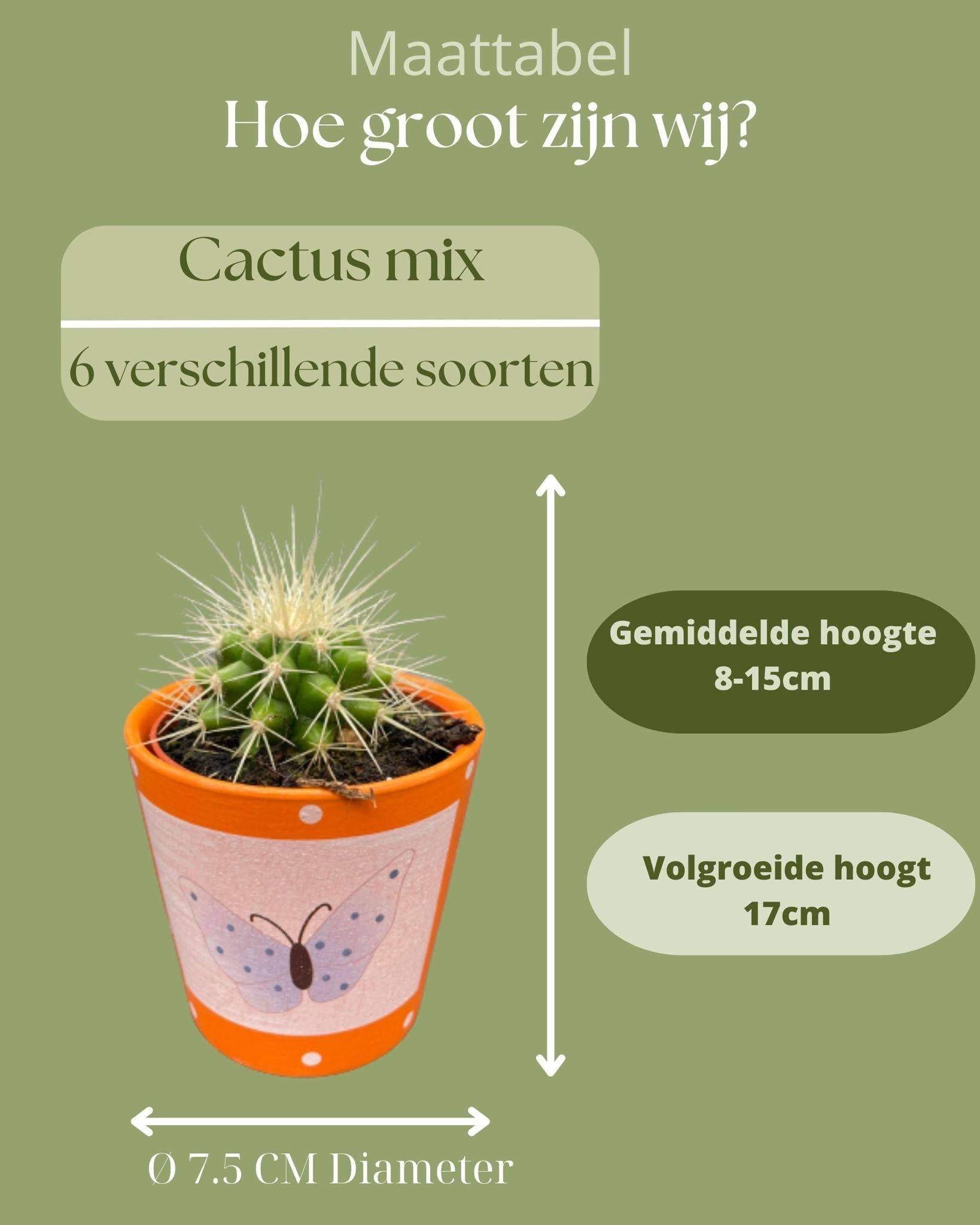 Lot de 6 Cactus - Collection Papillon- La Green Touch - Image 4