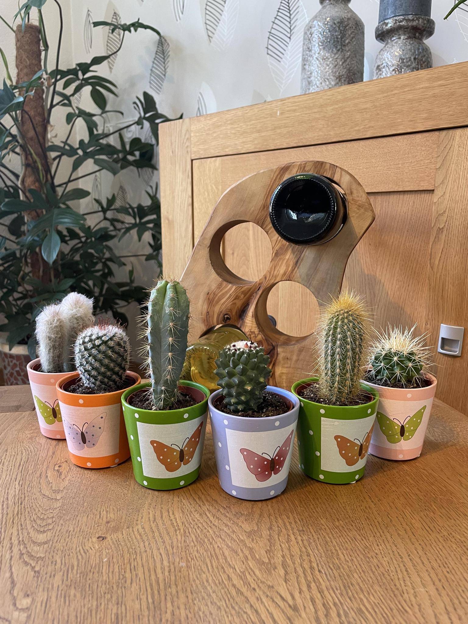 Lot de 6 Cactus - Collection Papillon- La Green Touch - Image 2