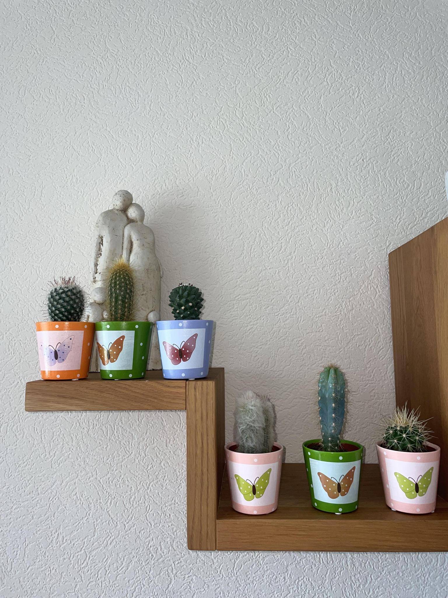 Lot de 6 Cactus - Collection Papillon- La Green Touch - Image 3