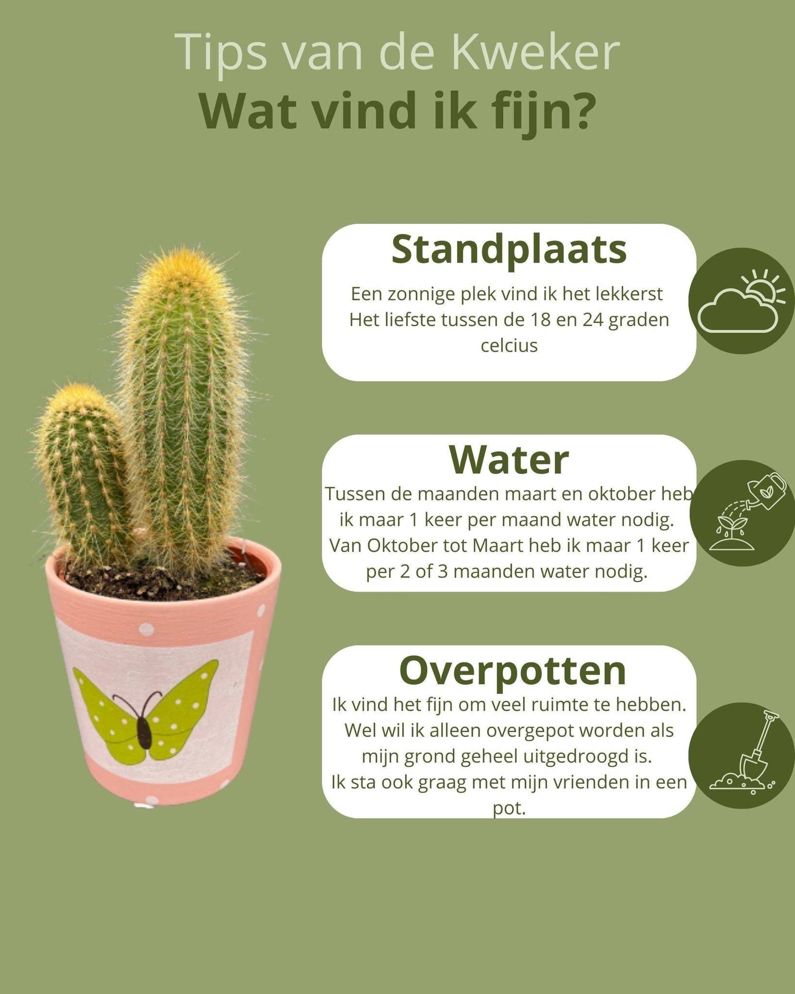 Lot de 6 Cactus - Collection Papillon- La Green Touch - Image 5