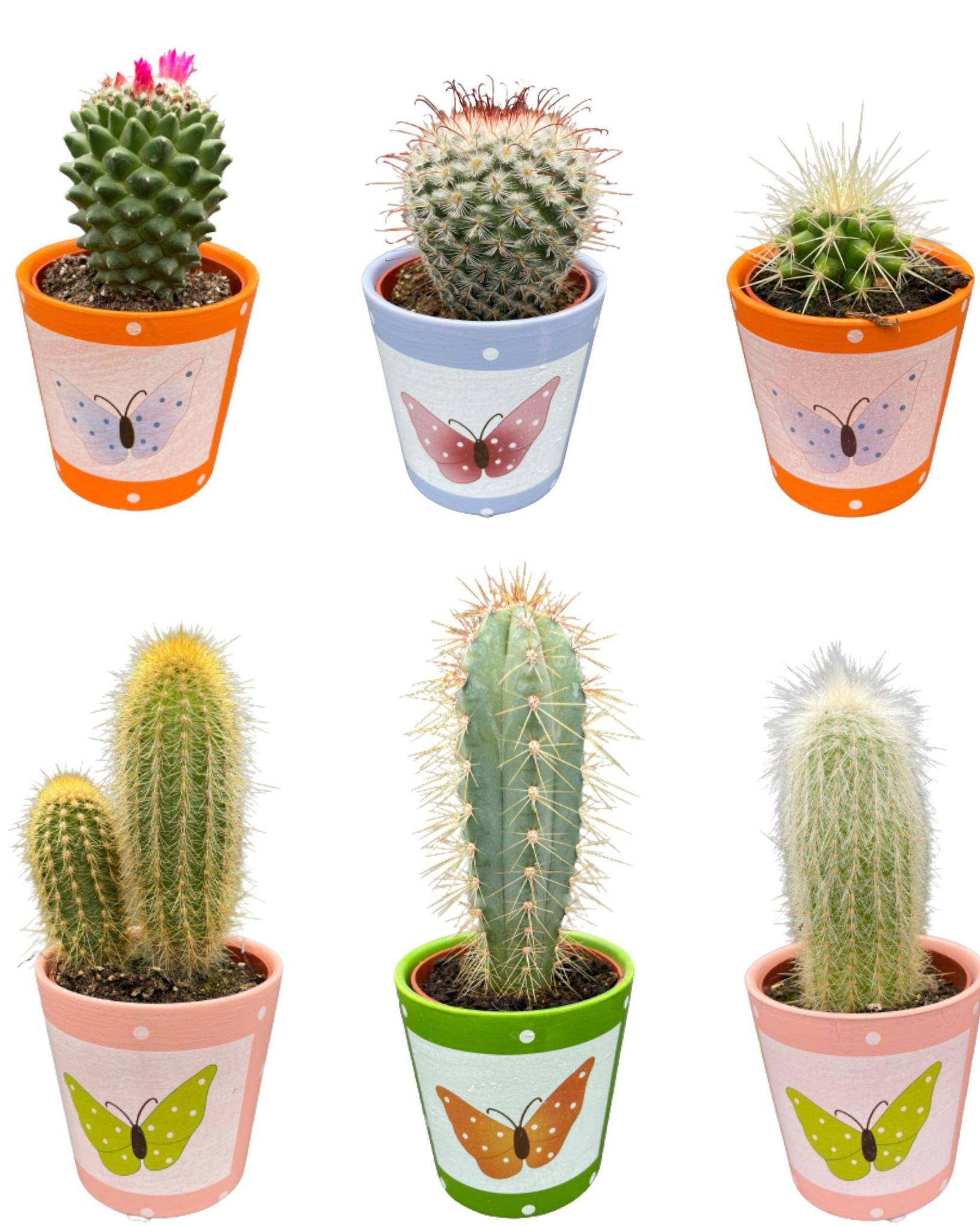 Lot de 6 Cactus - Collection Papillon- La Green Touch - Image 1