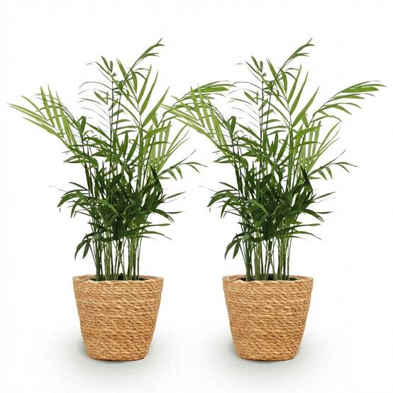 La Green Touch - Chamaedorea Elegans - H40cm - Image 4