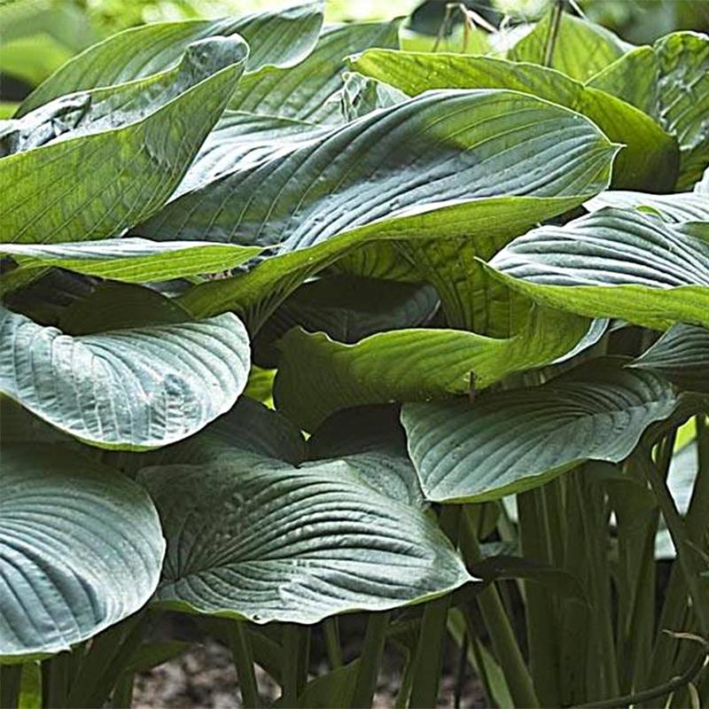 Promesse de Fleurs - Hosta Empress Wu - Hosta géant Pot de 1,5L/2L