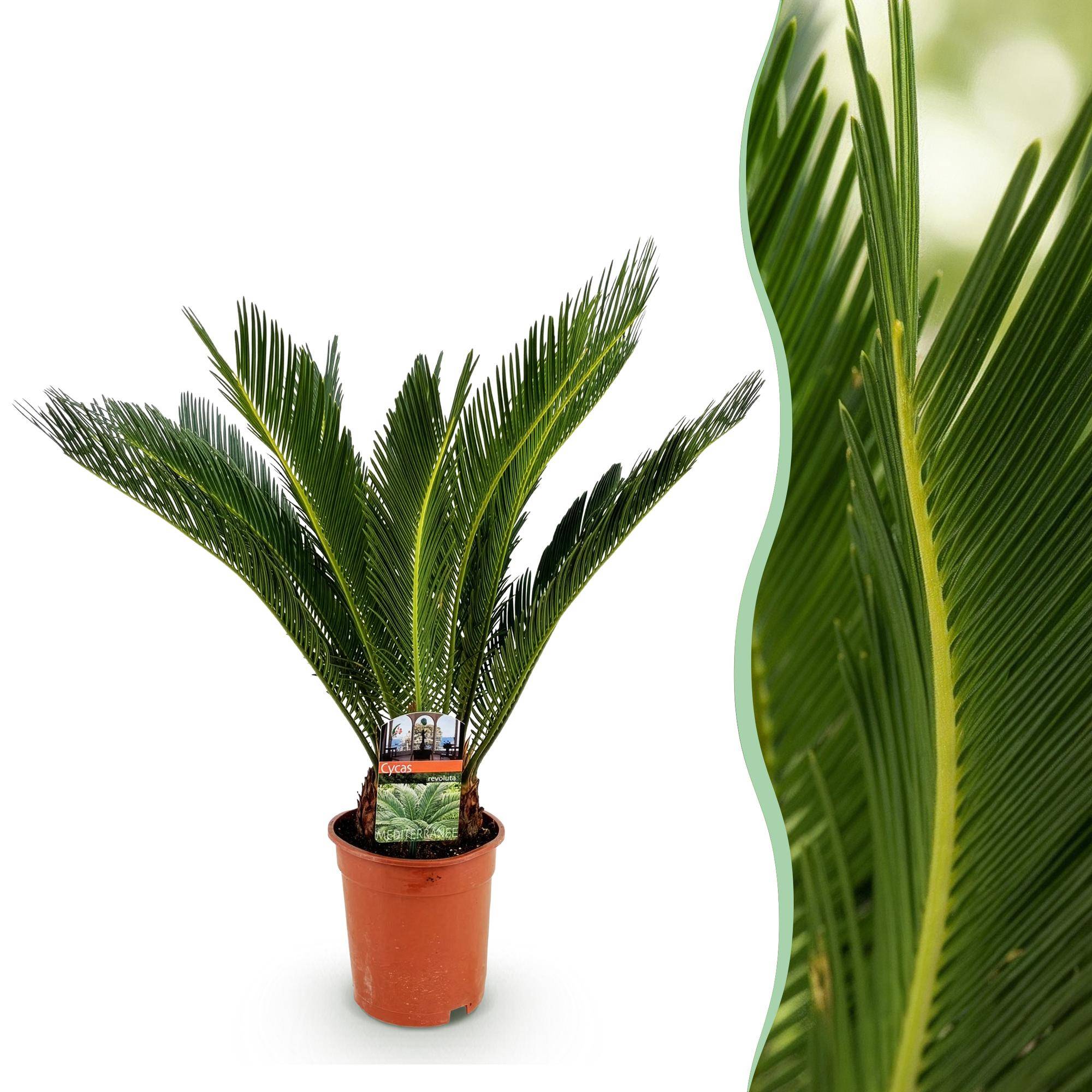 Cycas revoluta - Palmier - Pot de 17cm - Hauteur 55-65cm - 1 plante - Plantes d'intérieur - Image 1