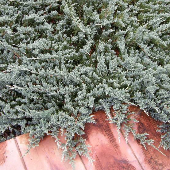 Juniperus horizontalis Blue Chip - Genévrier rampant Pot de 2L/3L, Haute-Tige, Largeur 20cm - Image 1