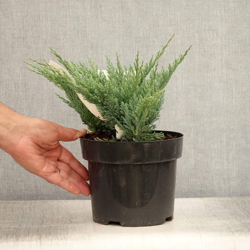 Juniperus horizontalis Blue Chip - Genévrier rampant               Pot de 2L/3L, Haute-Tige, Largeur 20cm - Image 2