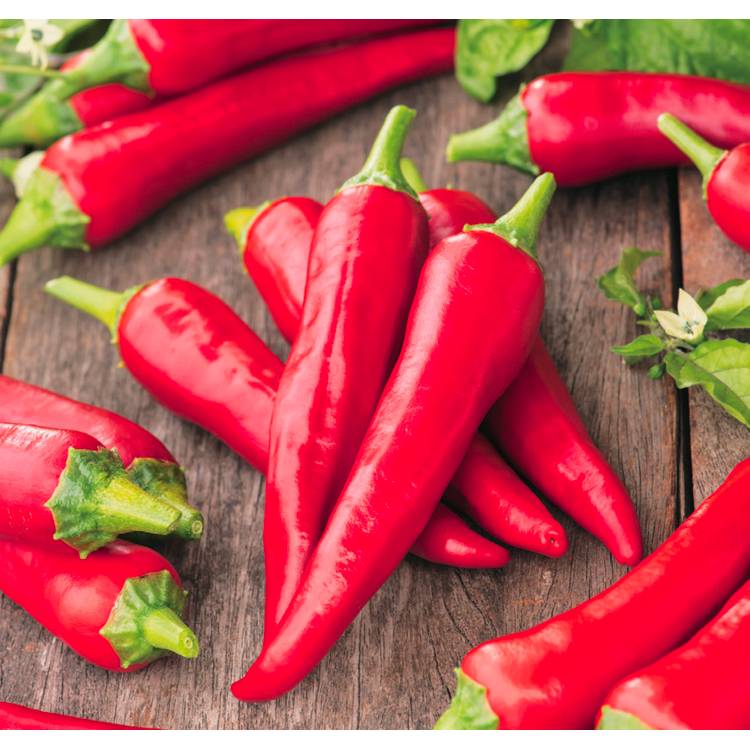 Plant de Piment de Cayenne  pot de 0,5 litre - Image 1