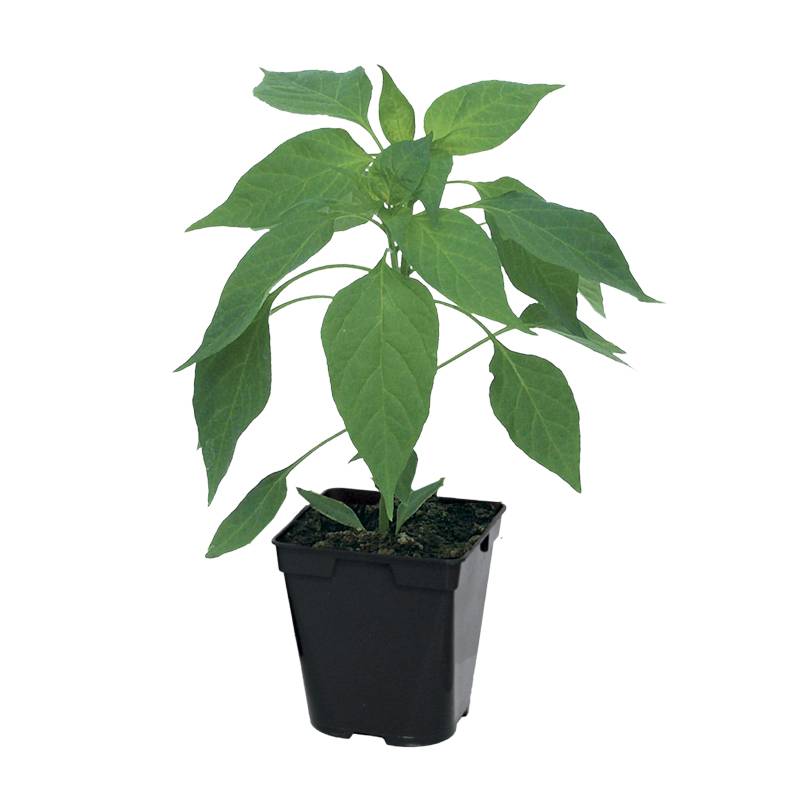 Plant de Piment de Cayenne  pot de 0,5 litre - Image 2
