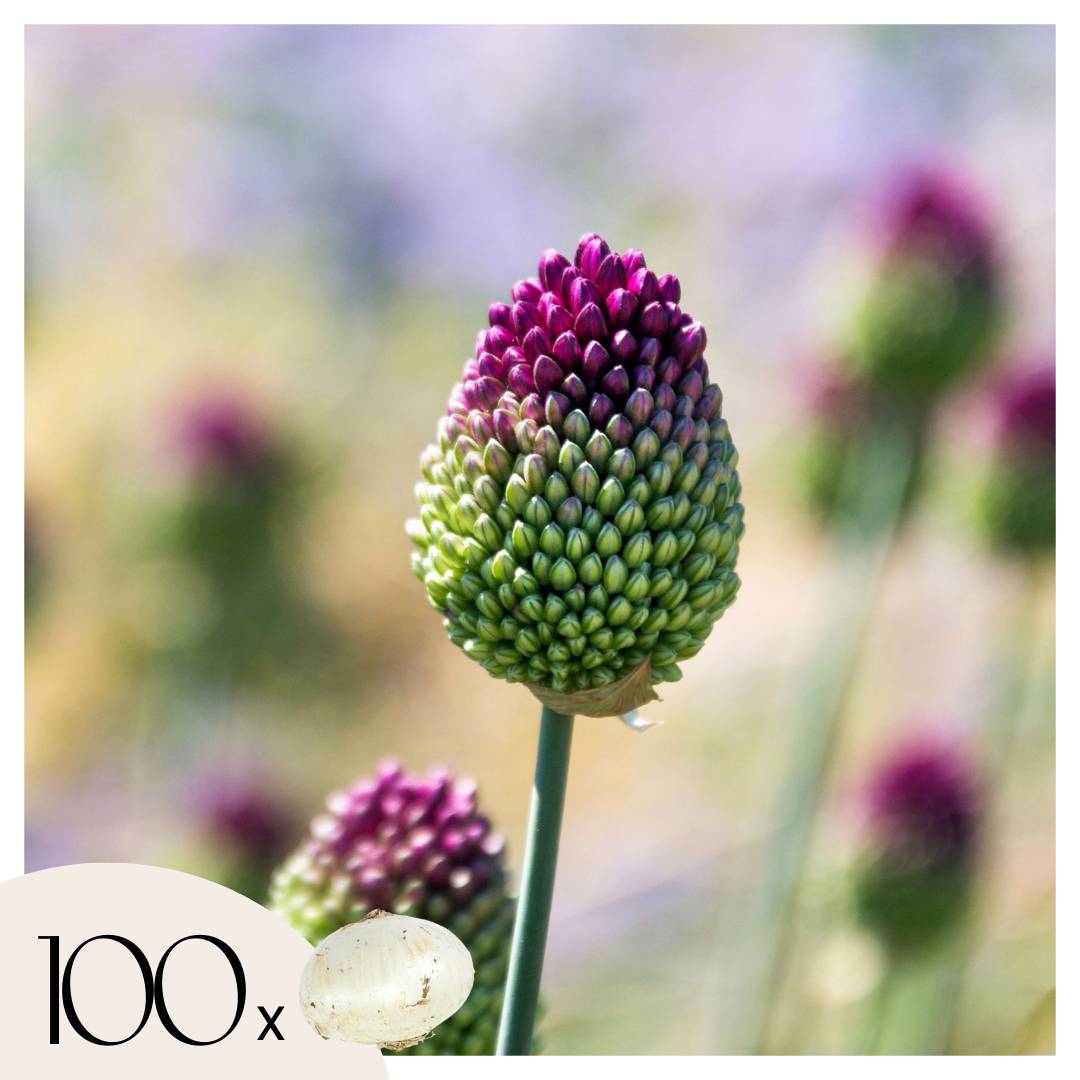 Plant In A Box - Ail - Set de 100 - Allium 'Sphaerocephalon' - Bulbes à fleurs - Violet