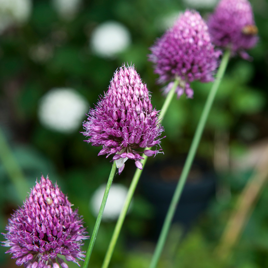 Plant In A Box - Ail - Set de 100 - Allium 'Sphaerocephalon' - Bulbes à fleurs - Violet - Image 2