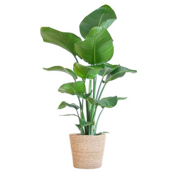 Strelitzia Nicolai et Son Pot Panier Marron Clair - H80cm - Image 1