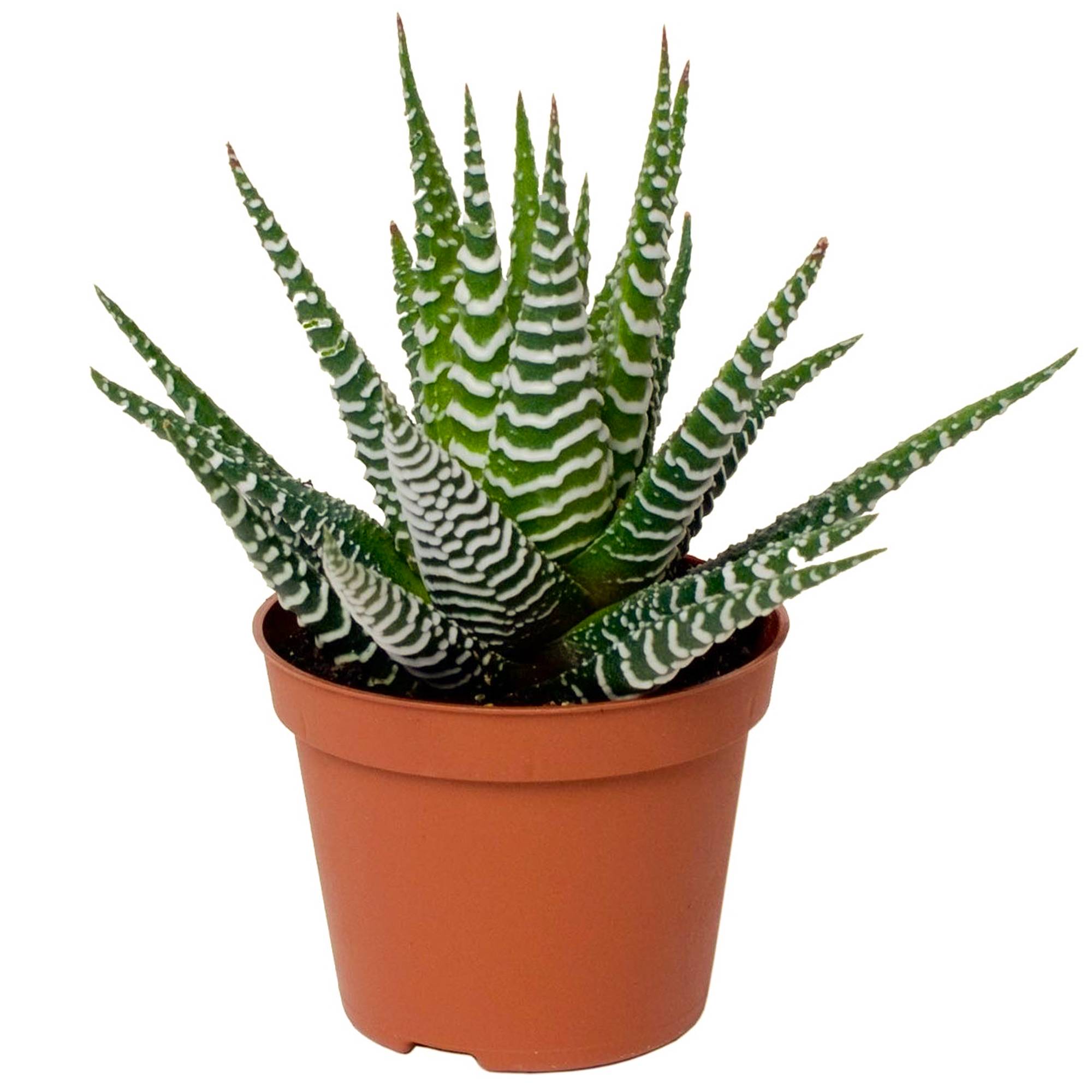 Gardenersdream - 1 Haworthia Big Band | Succulente D'Intérieur En Pot (15-25 Cm En Pot) - GardenersDream - Image 2