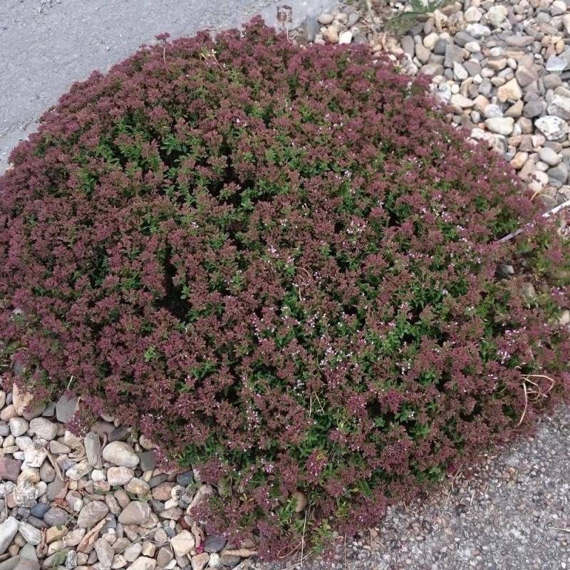 Origan compact à fleurs Rose - feuillage Caduc - Godet - 5/20 cm-  hauteur à maturité Moins de 0,15 m