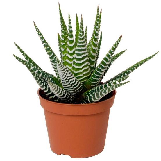 Gardenersdream - Succulente Haworthia Big Band | 15-25 Cm En Pot | Meilleures Plantes D'Intérieur - GardenersDream - Image 2