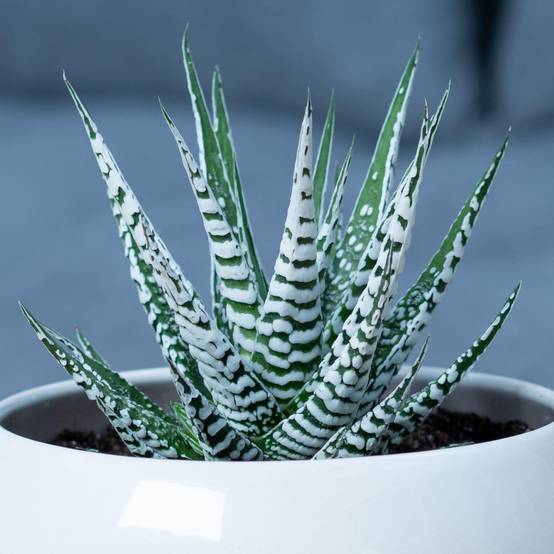 Gardenersdream - Succulente Haworthia Big Band | 15-25 Cm En Pot | Meilleures Plantes D'Intérieur - GardenersDream - Image 1