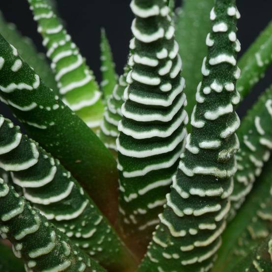 Gardenersdream - Succulente Haworthia Big Band | 15-25 Cm En Pot | Meilleures Plantes D'Intérieur - GardenersDream - Image 3