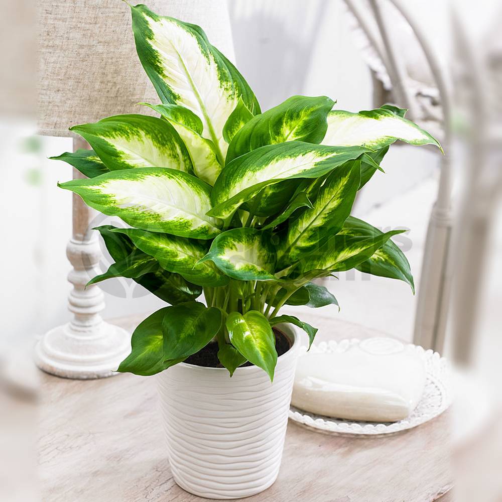 Gardenersdream - Dieffenbachia Camilla - 1 Plante D'Intérieur Vivante En Pot Pour La Maison Ou Le Bureau - GardenersDream - Image 2